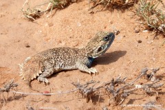 Xenagama taylori
