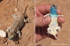 Xenagama taylori
