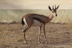 Gazella spekei