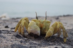 Brachyura sp.