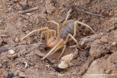 Solifugae sp.