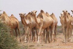 Near Salahley
