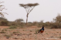 Lamprotornis superbus