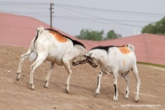 Borama
