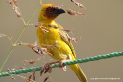Ploceus galbula