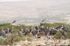 Leptoptilos crumeniferus