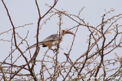 Tockus erythrorhynchus shelleyi