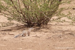 Xerus rutilus dabagala