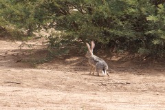 Lepus habessinicus