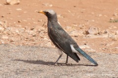 Lamprotornis albicapillus