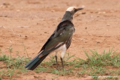 Lamprotornis albicapillus