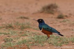Lamprotornis superbus
