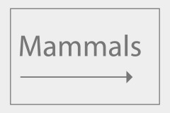 Mammals