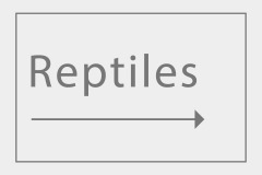 Reptiles