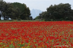 East of Monteserrat