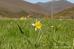 Cantabrian Mts.