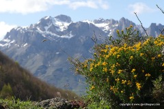 Cantabrian Mts.