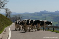 SW Pyrenees