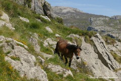 SW Pyrenees