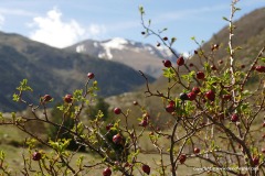 South of Aigüestortes