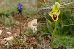 Flowers - north Spain