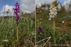 Flowers - north Spain