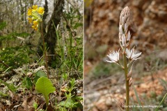 Flowers - north Spain