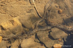 Bufo spinosus