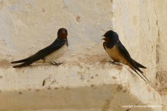 Hirundo rustica