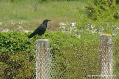 Corvus corone corone