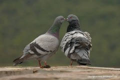 Columba livia f. domestica