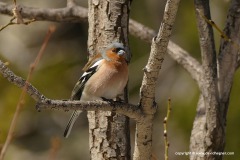 Fringilla coelebs