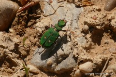 Cicindela campestris