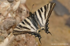 Iphiclides feisthamelii