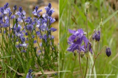 Flowers - north Spain