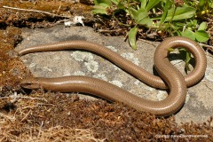 Anguis fragilis fragilis