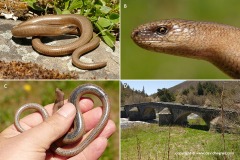 Anguis fragilis fragilis