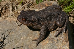 Bufo spinosus