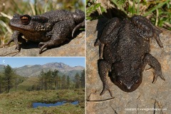 Bufo spinosus