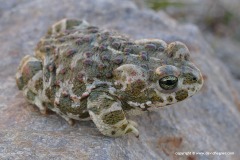 Epidalea calamita