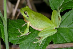 Hyla meridionalis