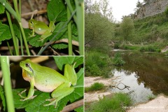 Hyla meridionalis