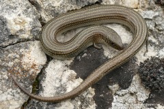 Chalcides striatus