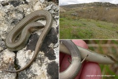 Chalcides striatus