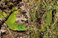 Lacerta bilineata