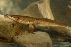 Lissotriton helveticus