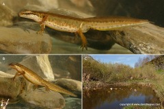 Lissotriton helveticus