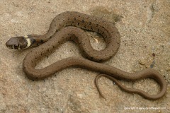 Natrix astreptophora