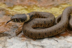 Natrix astreptophora