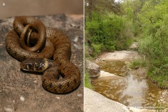 Natrix astreptophora